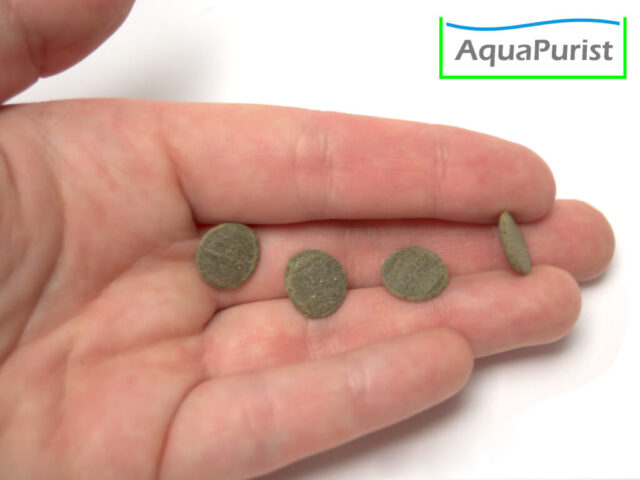 Spirulina-Futtertabletten auf einer Hand als Größenvergleich