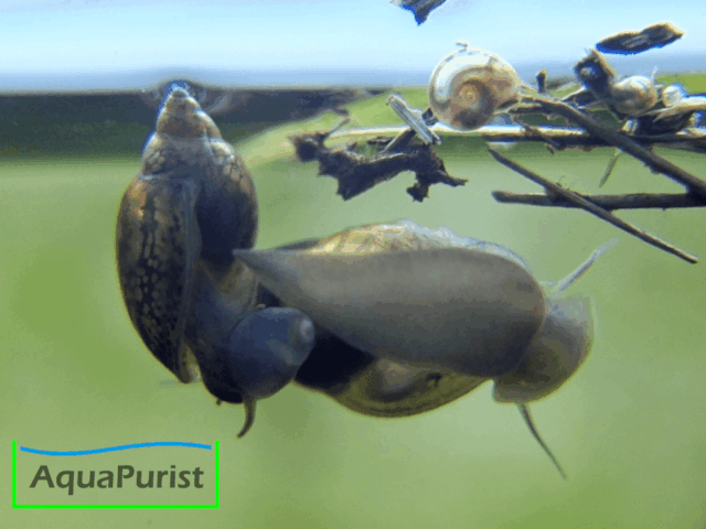 Spitze Blasenschnecke (Physella acuta fontinalis) (1) Spitze Blasenschnecke an der Aquarienscheibe