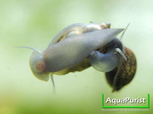Spitze Blasenschnecke (Physella acuta fontinalis) (1) Spitze Blasenschnecke an der Aquarienscheibe