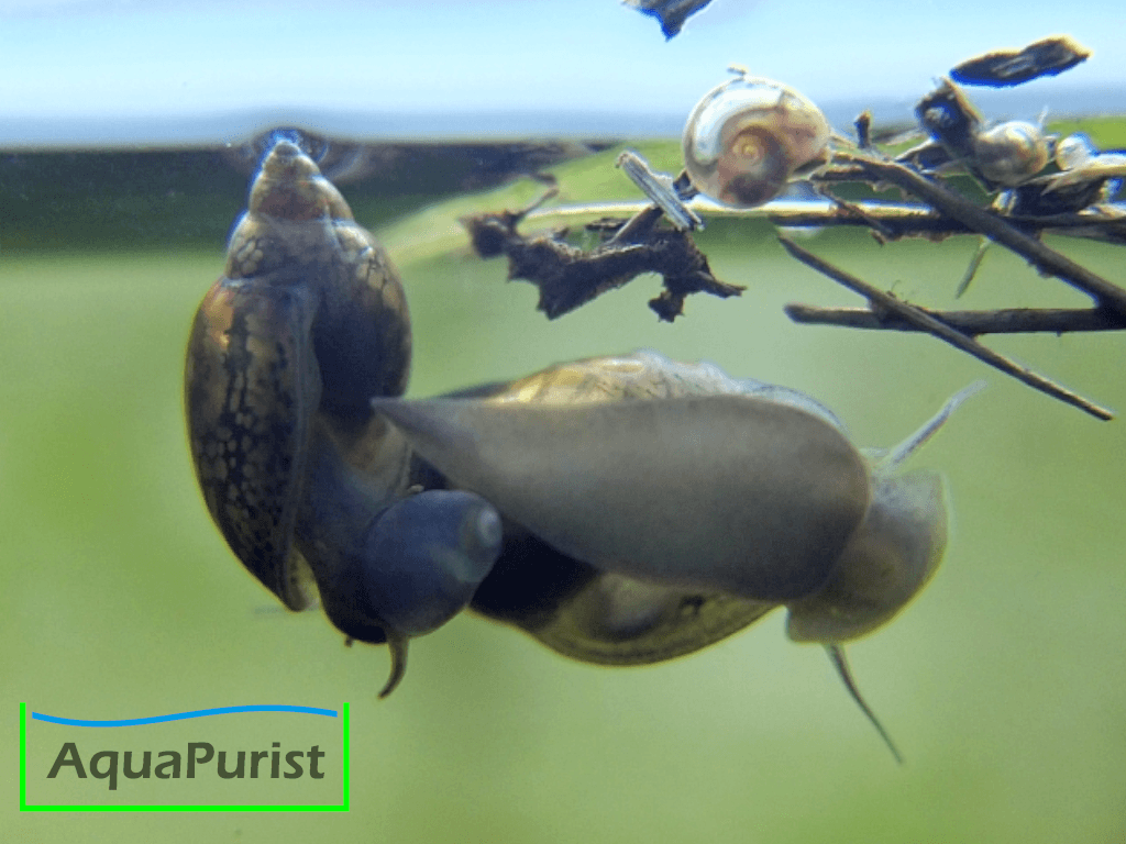 Spitze Blasenschnecke (Physella acuta fontinalis) (1) Spitze Blasenschnecke an der Aquarienscheibe