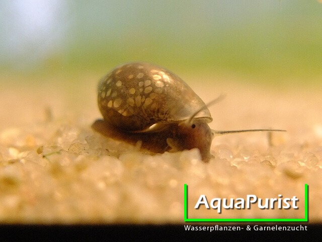Spitze Blasenschnecke (Physella acuta fontinalis) (2) Spitze Blasenschnecke (Physella acuta / fontinalis)