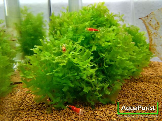Süßwassertang (Lomariopsis cf. lineata) Süßwassertang (Lomariopsis cf. lineata)