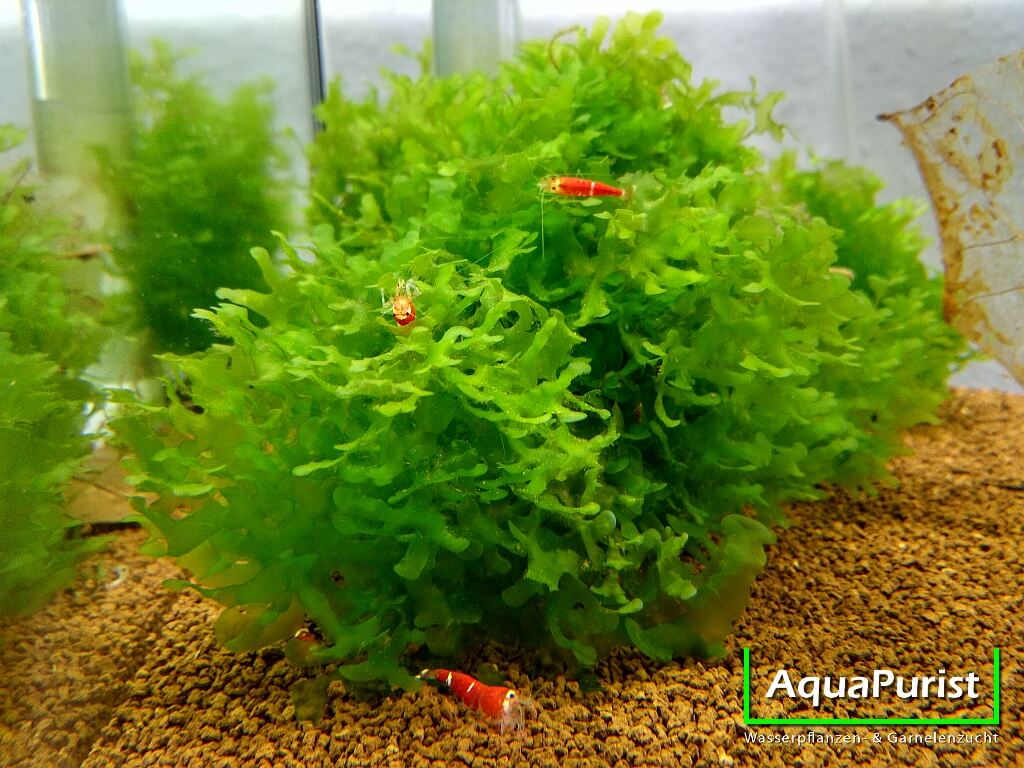 Süßwassertang (Lomariopsis cf. lineata) Süßwassertang (Lomariopsis cf. lineata)