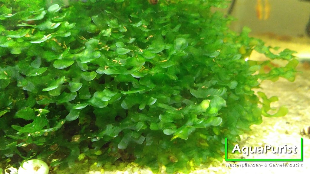 Süßwassertang (Lomariopsis cf. lineata) Süßwassertang (Lomariopsis cf. lineata)