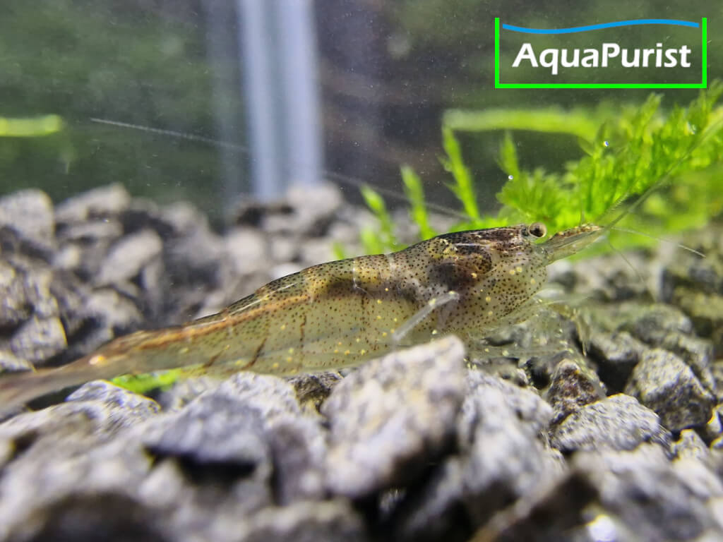 Sulawesi-Inlandsgarnele – Malawa Shrimp (Caridina pareparensis parvidentata)