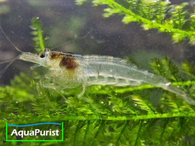 Sulawesi-Inlandsgarnele – Malawa Shrimp (Caridina pareparensis parvidentata)