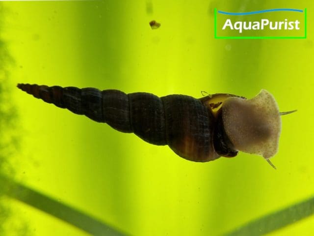 Schwarze Turmdeckelschnecke Schwarze Turmdeckelschnecke