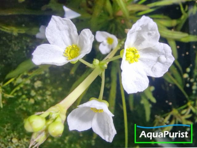 Uruguay Schwertpflanze 5 Blüte