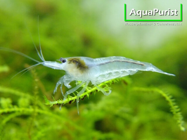 White Pearl Garnele (Neocaridina davidi) (1) Weiße White-Pearl-Garnele im Aquarium