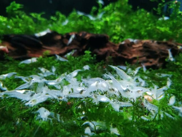 White Pearl Garnele (Neocaridina davidi) (2) Gruppe weißer White-Pearl-Garnelen auf Moos