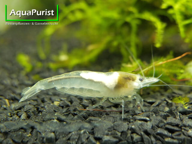 White Pearl Garnele (Neocaridina davidi) (3) White Pearl Garnele (Neocaridina palmata var. white)