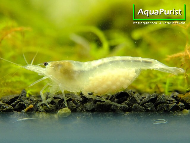 White Pearl Garnele (Neocaridina davidi) (4) Weiße White-Pearl-Garnele im Aquarium