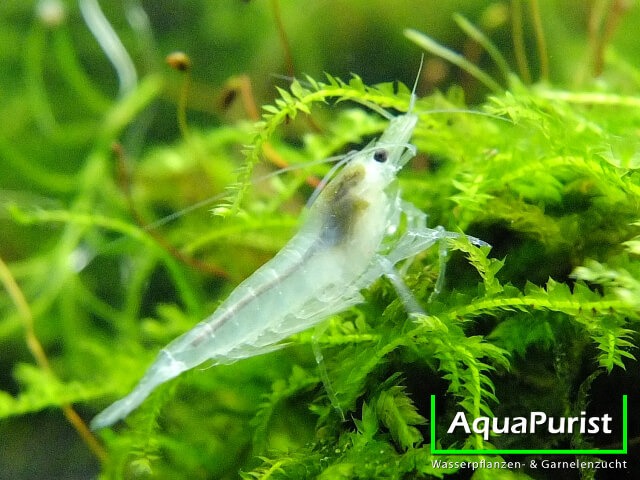 White Pearl Garnele (Neocaridina davidi) (5) Weiße White-Pearl-Garnele im Aquarium