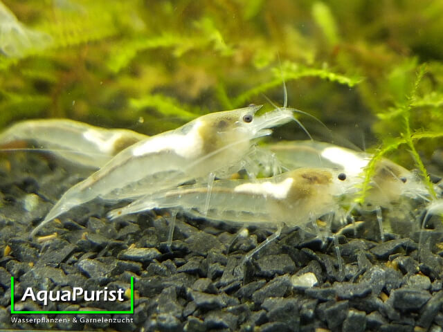 White Pearl Garnele (Neocaridina davidi) (6) White-Pearl-Garnelen auf dem Aquarienboden