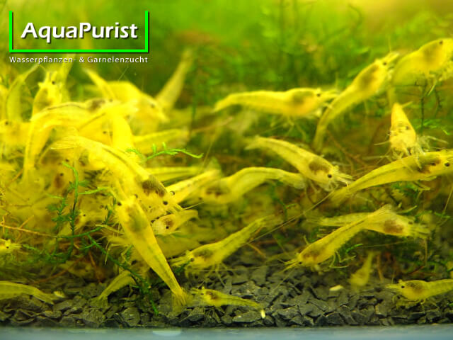 Gruppe gelber Yellow-Fire-Garnelen im Aquarium