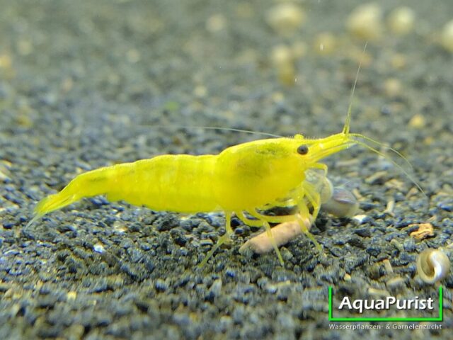 Yellow Fire Garnele (Neocaridina davidi var. yellow)
