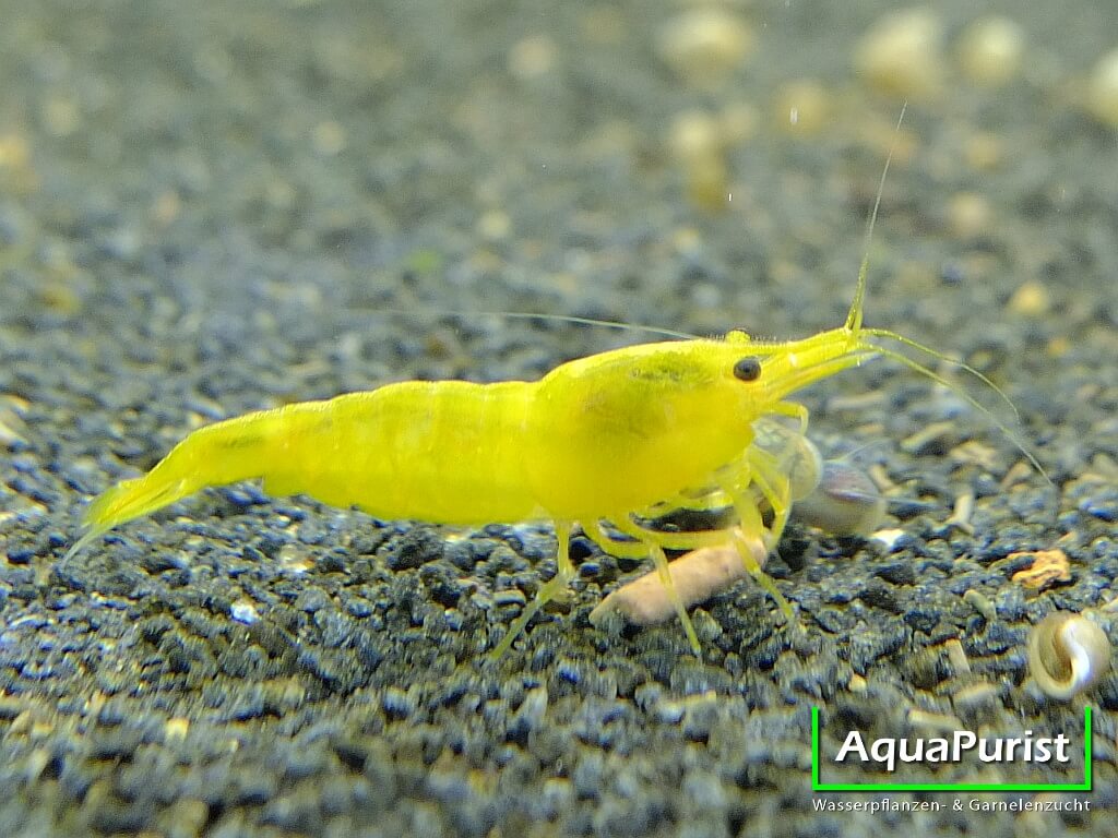 Yellow Fire Garnele (Neocaridina davidi var. yellow)