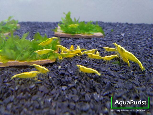 Yellow Fire NEON Garnele (Neocaridina davidi) (1) Gruppe gelber Yellow-Fire-Neon-Garnelen