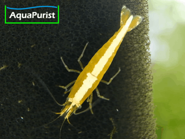 Yellow Fire NEON Garnele (Neocaridina davidi) (1) Yellow Fire Neon Garnele (Neocaridina davidi var. yellow)