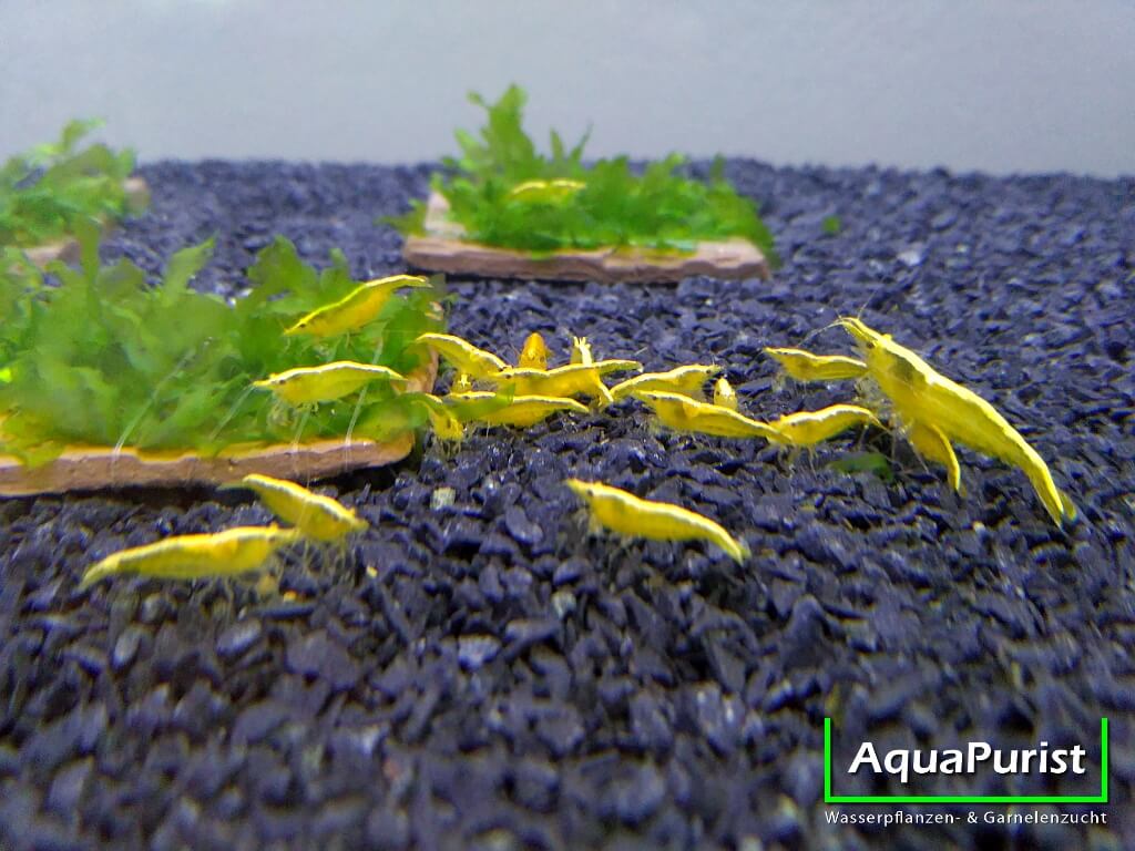 Yellow Fire NEON Garnele (Neocaridina davidi) (1) Gruppe gelber Yellow-Fire-Neon-Garnelen
