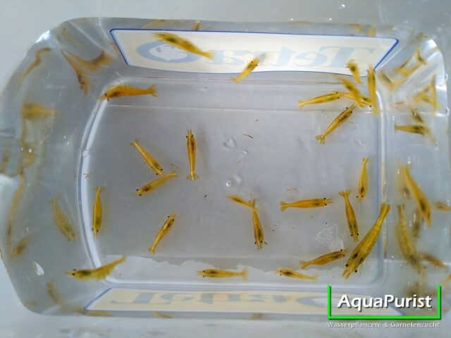 Yellow Fire NEON Garnele (Neocaridina davidi) (2) Gruppe gelber Yellow-Fire-Neon-Garnelen