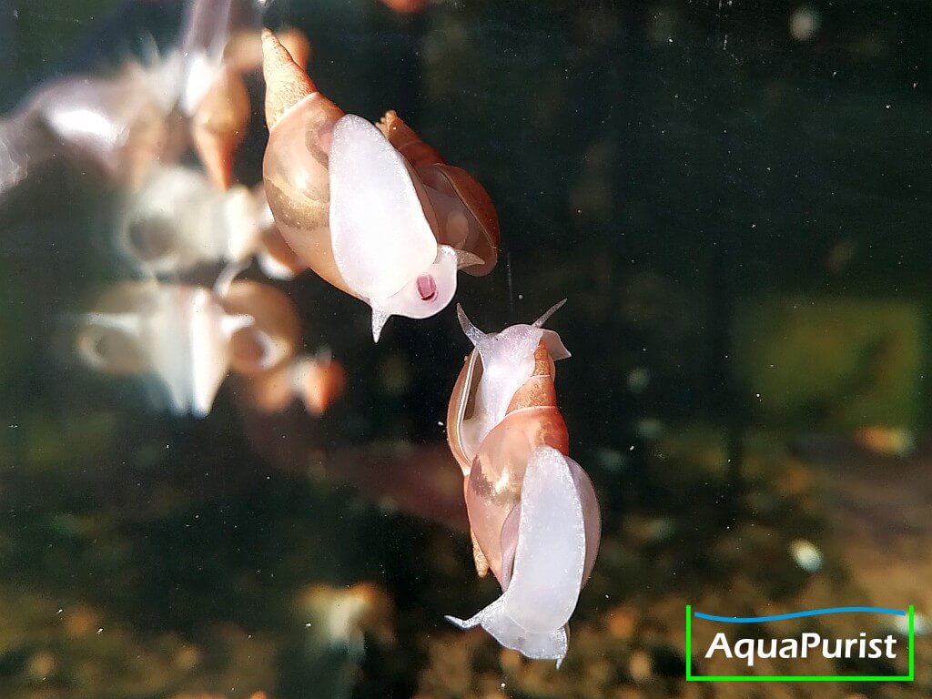 Yoda Schnecke Spitzschlammschnecke (Lymnaea stagnalis) (1) Spitzschlammschnecken mit hellen Körpern an der Aquarienscheibe