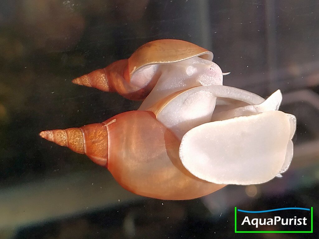 Yoda Schnecke Spitzschlammschnecke (Lymnaea stagnalis) (2) Spitzschlammschnecken mit hellen Körpern an der Aquarienscheibe