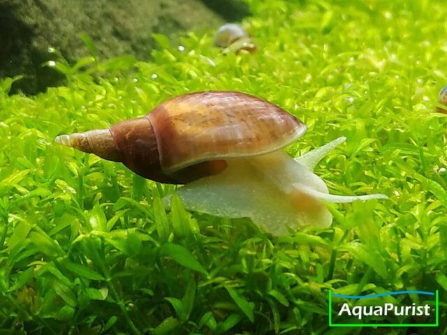 Yoda Schnecke Spitzschlammschnecke (Lymnaea stagnalis) (3) Spitzschlammschnecke auf einer grünen Wasserpflanze