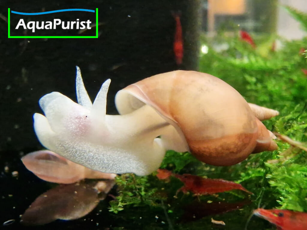 Yoda Spitzschlamm Schnecke Lymnaea stagnalis Yoda Spitzschlamm Schnecke Lymnaea stagnalis