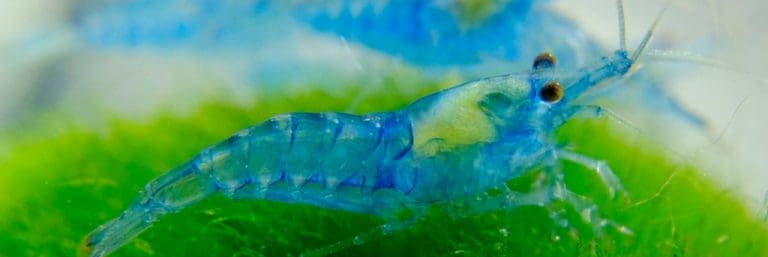 Blaue Garnele auf grünen Wasserpflanzen
