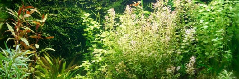 Dicht bepflanztes Aquarium mit grünen und rötlichen Stängelpflanzen