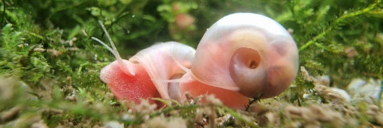 Rosafarbene Posthornschnecke auf Wasserpflanzen
