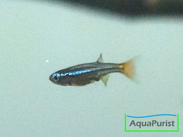 Vietnamesischer Kardinalfisch (Tanichthys micagemmae) - Ben Hai River