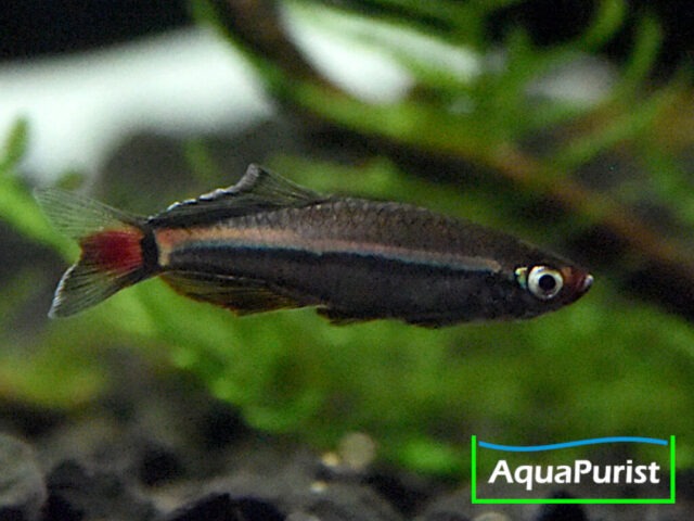 Vietnamesischer Kardinalfisch (Tanichthys micagemmae) - Ben Hai River