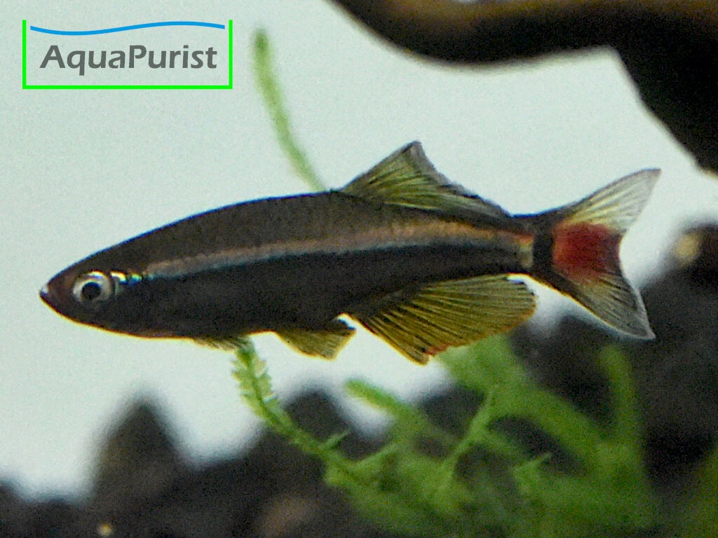 Vietnamesischer Kardinalfisch (Tanichthys micagemmae) - Ben Hai River