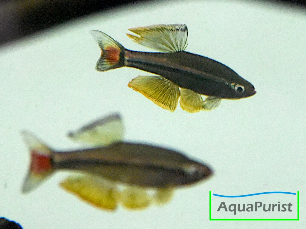Vietnamesischer Kardinalfisch (Tanichthys micagemmae) - Ben Hai River