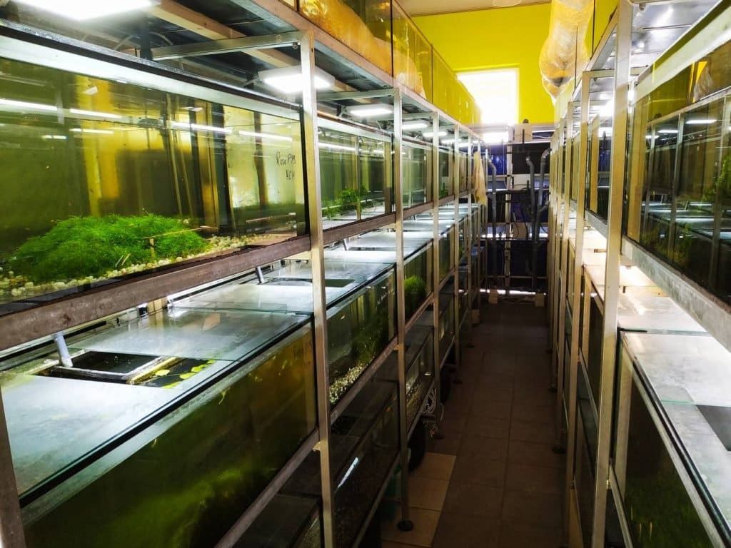 Aquarienregale in der Zuchtanlage von AquaPurist