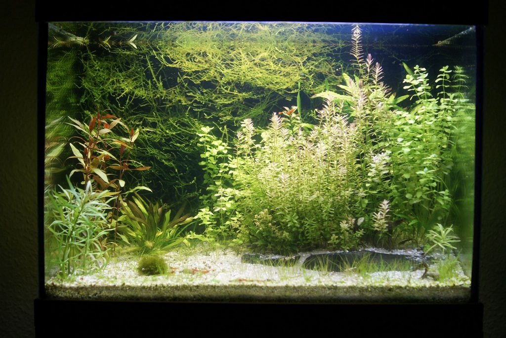 Dicht bepflanztes Aquarium mit grünen und rötlichen Stängelpflanzen