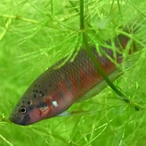 Rot gefärbter Fisch zwischen grünen Wasserpflanzen
