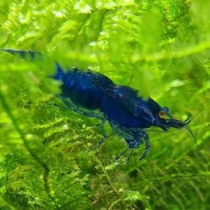 Blaue Garnele auf grünen Wasserpflanzen