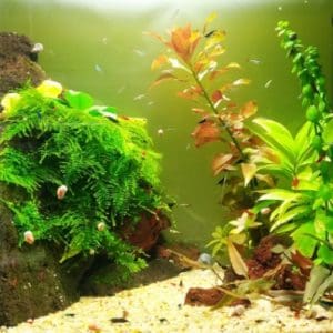 Bepflanztes Aquarium mit Moos und Stängelpflanzen