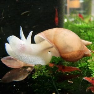 Schlammschnecken mit hellen Körpern an der Aquarienscheibe