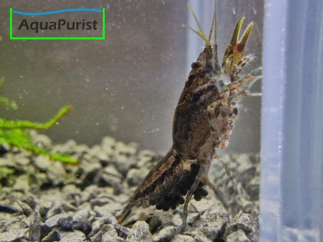 Cambarellus diminutus, Kleinster Zwergflusskrebs Cambarellus diminutus, Kleinster Zwergflusskrebs