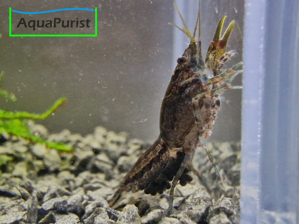 Cambarellus diminutus, Kleinster Zwergflusskrebs Cambarellus diminutus, Kleinster Zwergflusskrebs