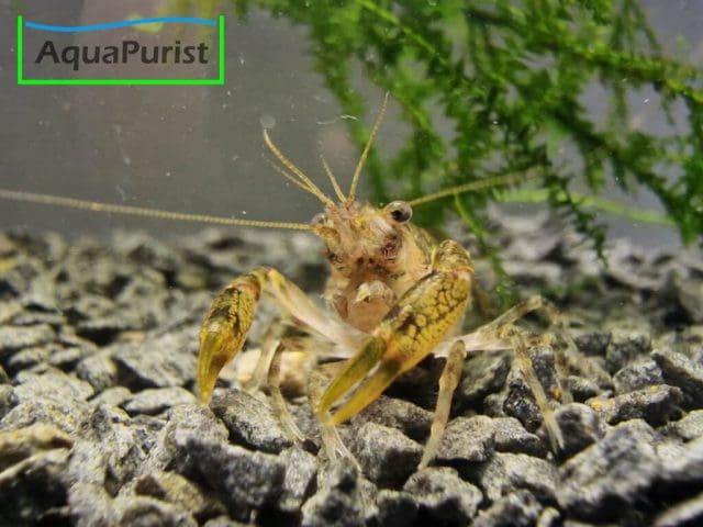 Cambarellus diminutus, Kleinster Zwergflusskrebs Cambarellus diminutus, Kleinster Zwergflusskrebs