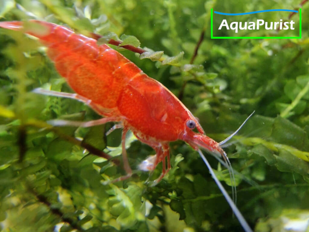 Bloody Mary True Neon Garnele (Neocaridina davidi) (1) Bloody Mary True Neon Garnele (Neocaridina davidi)