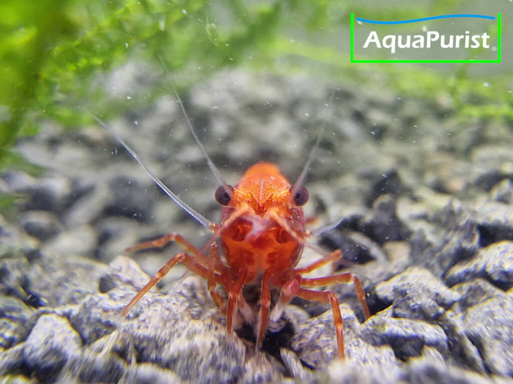 Bloody Mary True Neon Garnele (Neocaridina davidi) (2) Bloody Mary True Neon Garnele (Neocaridina davidi)