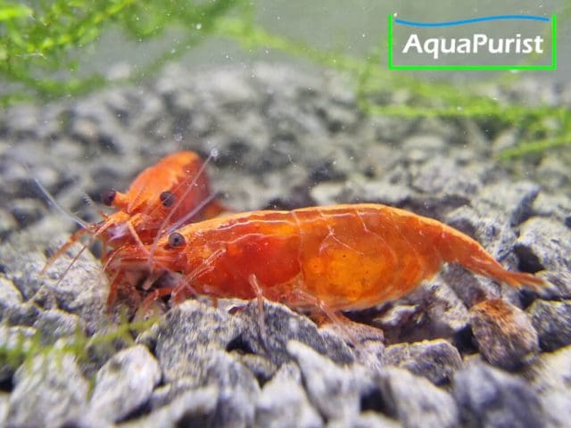 Bloody Mary True Neon Garnele (Neocaridina davidi) (3) Bloody Mary True Neon Garnele (Neocaridina davidi)