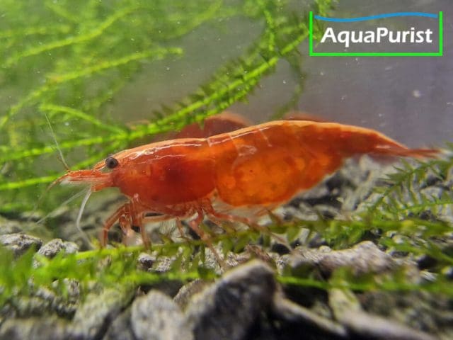 Bloody Mary True Neon Garnele (Neocaridina davidi) (4) Bloody Mary True Neon Garnele (Neocaridina davidi)