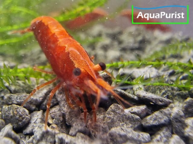 Bloody Mary True Neon Garnele (Neocaridina davidi) (5) Bloody Mary True Neon Garnele (Neocaridina davidi)